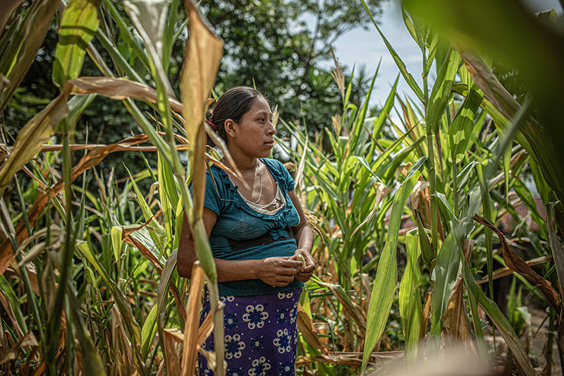Une femme dans une plantation au Guatemala